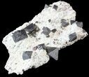 Octahedral Magnetite Crystals - Australia #63328-2
